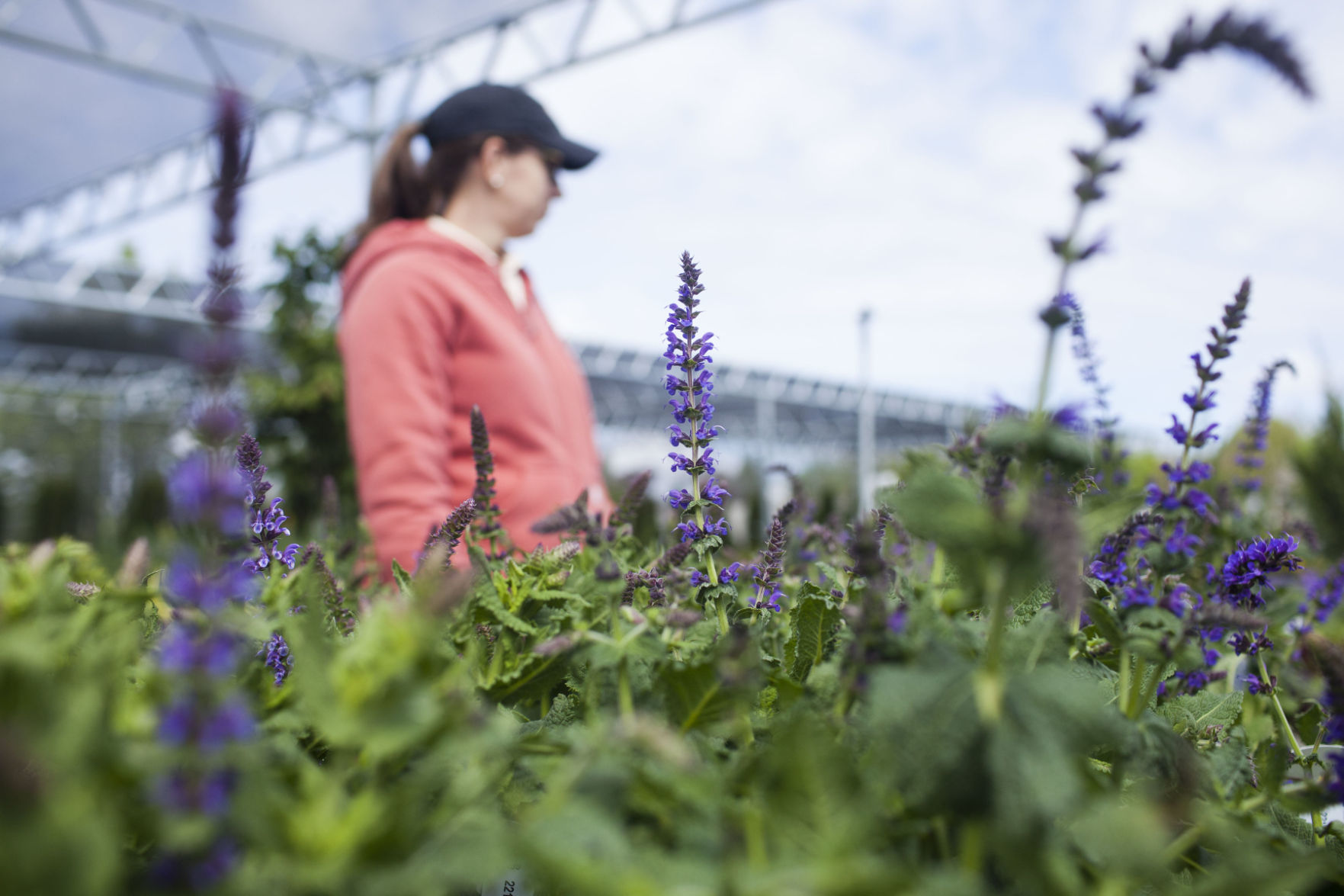 Pollinators